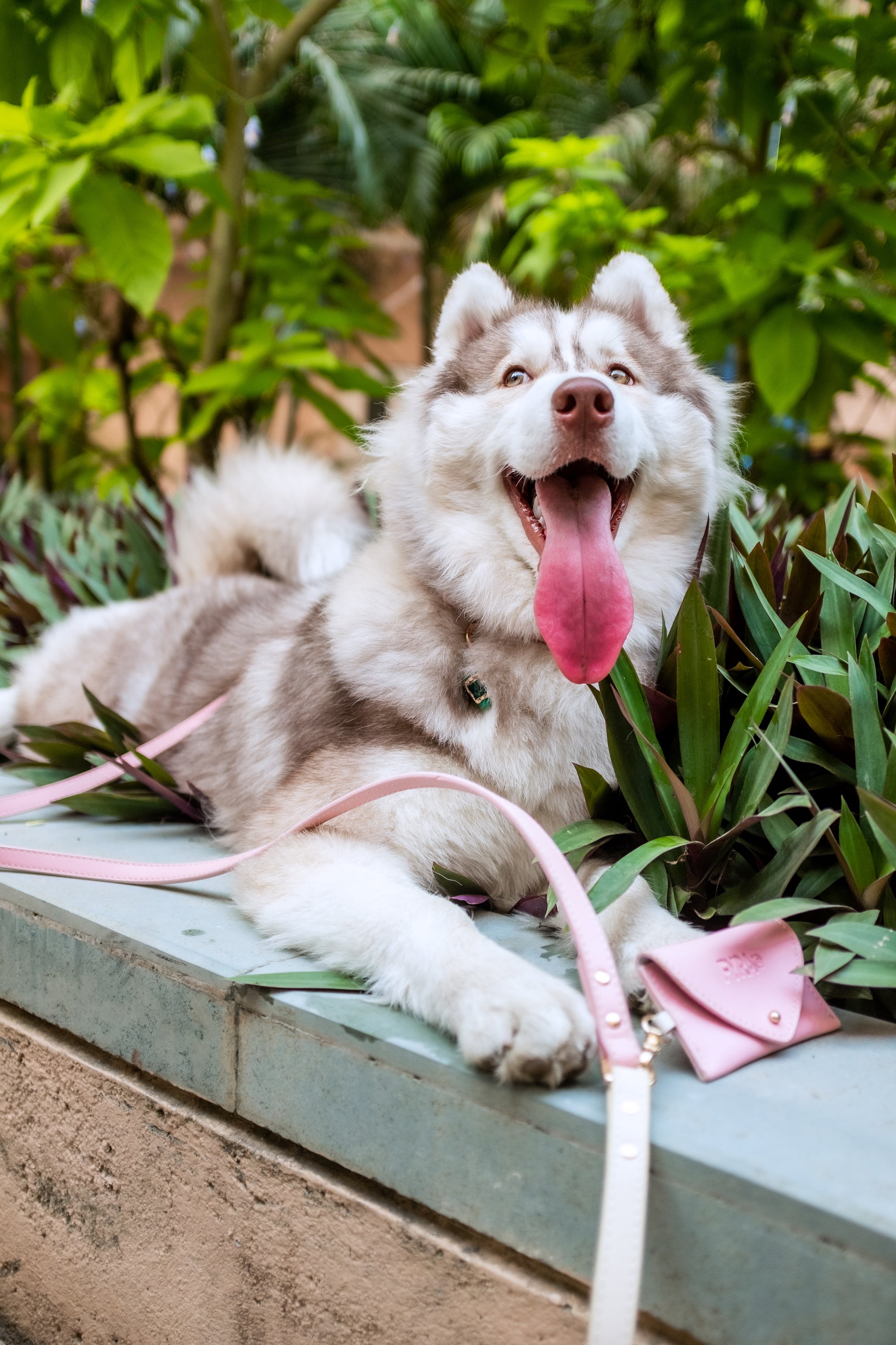 Letter from a Puppy