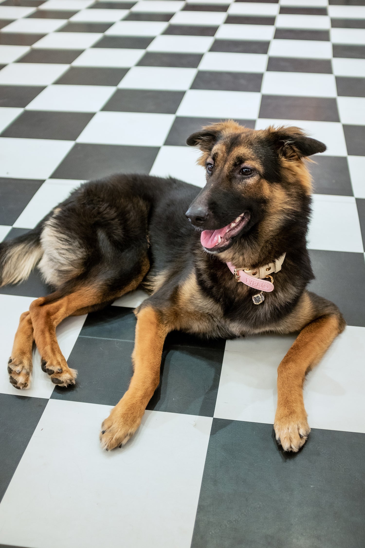 The Healing Power of Crystal Collars for Pets