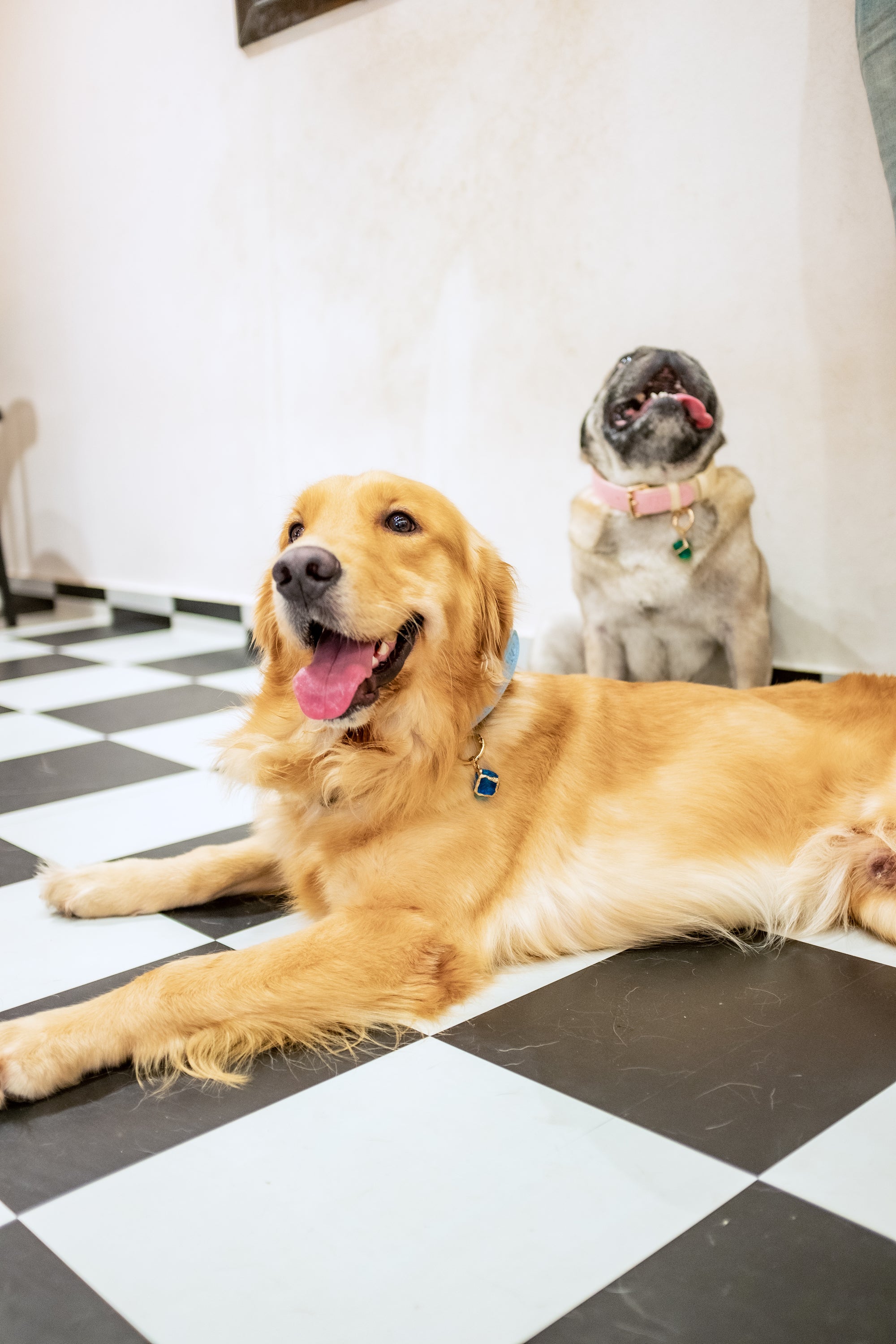Max's Pawsome Journal: The Fyra Paws Gear Experience!