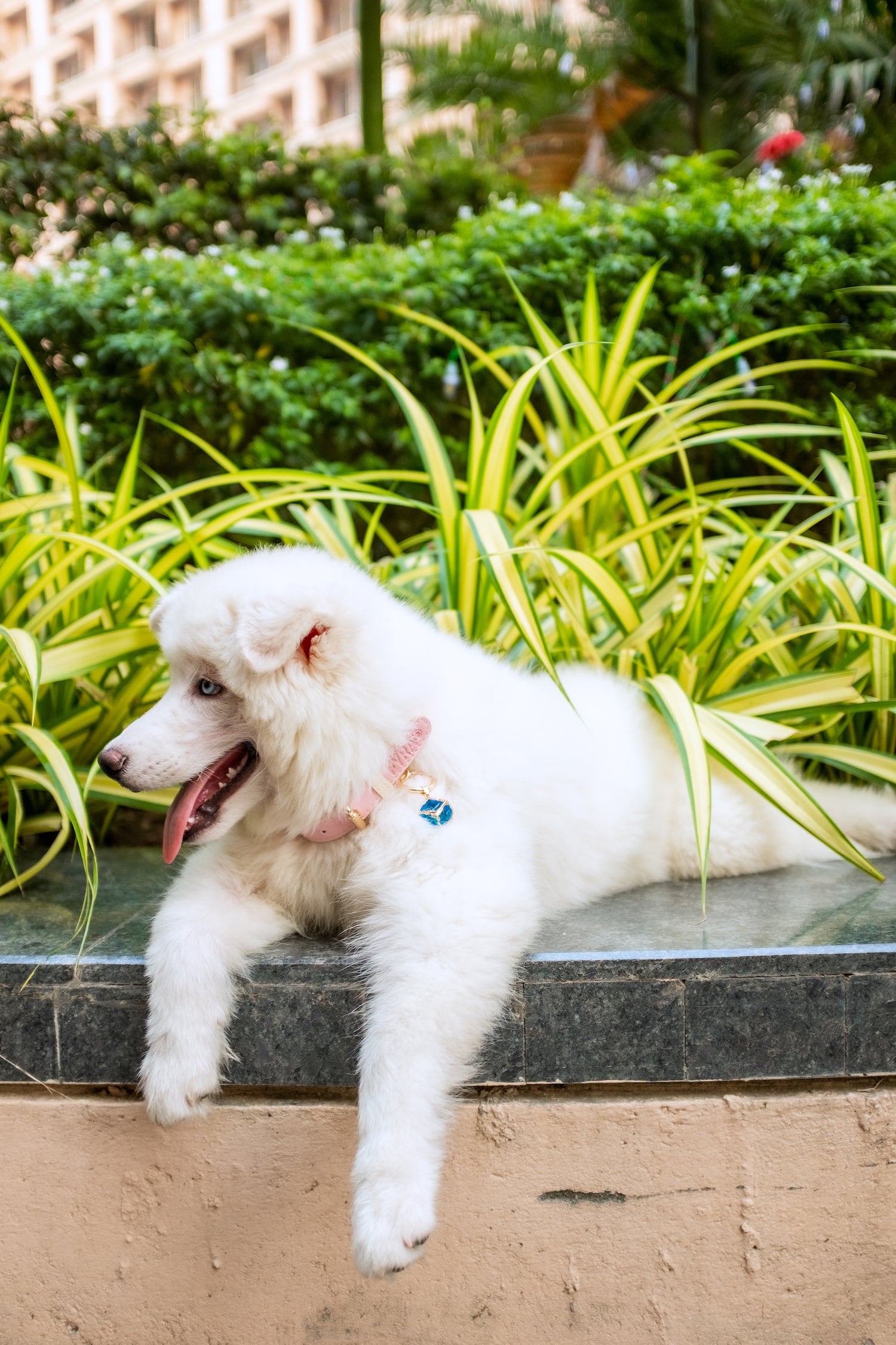 Fyra Paws Healing Collar: Blue Topaz