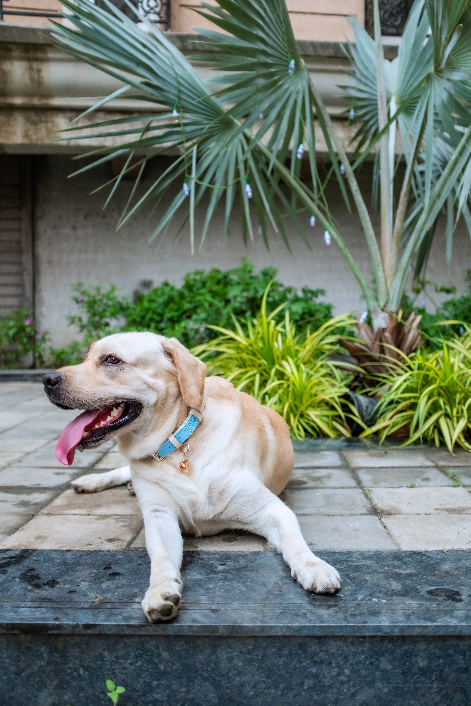 Fyra Paws Healing Collar: Citrine