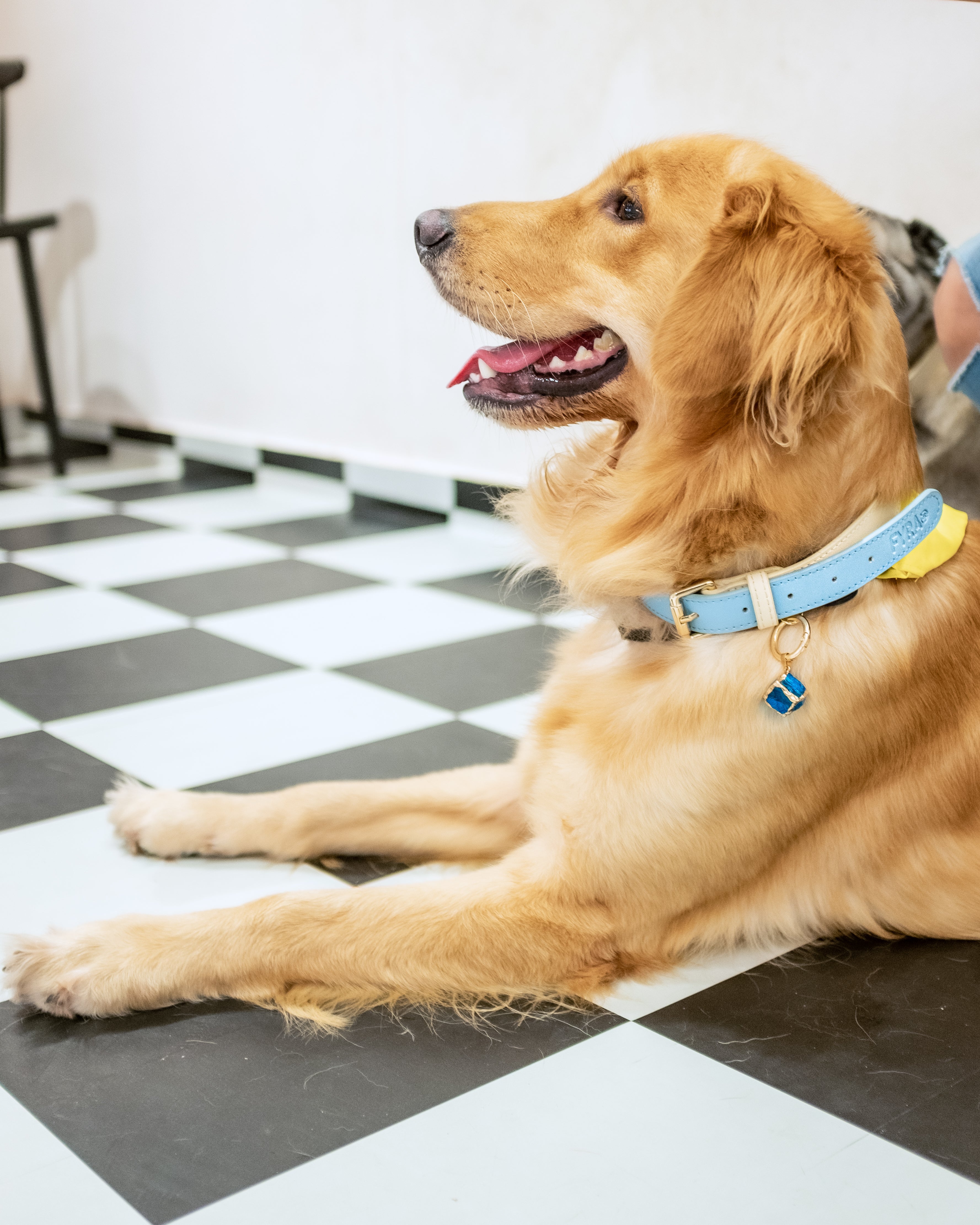 Fyra Paws Healing Collar: Blue Topaz