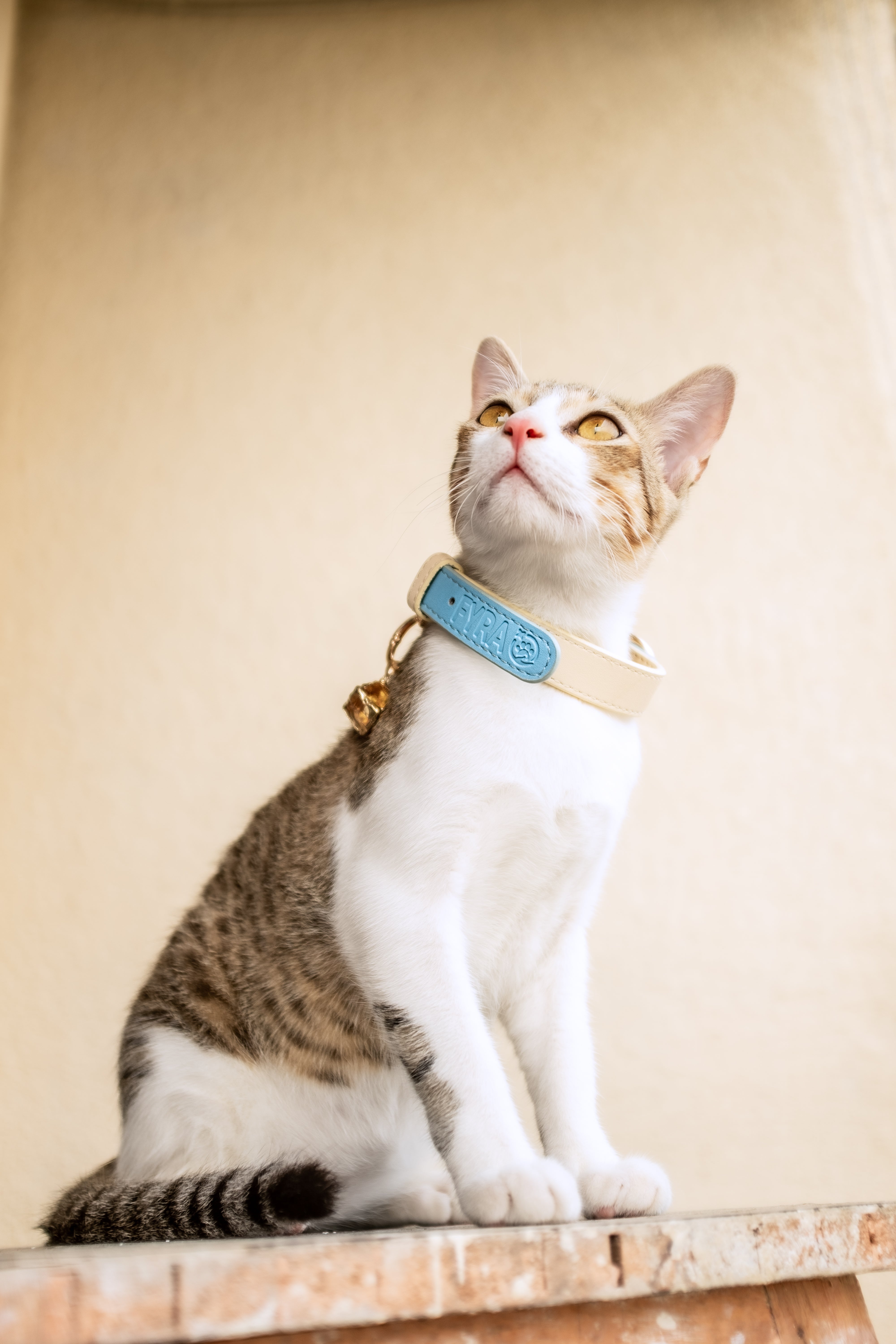 Fyra Paws Healing Collar: Citrine